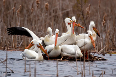 American White Pelicans. Horicon Marsh. WI