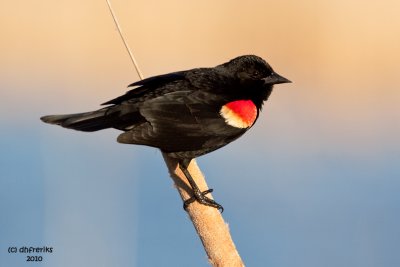 Red-winged Blackbird. Horicon Marsh. WI