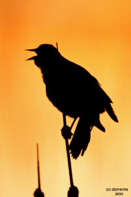 Red-winged Blackbird in Sunset. Horicon Marsh, WI