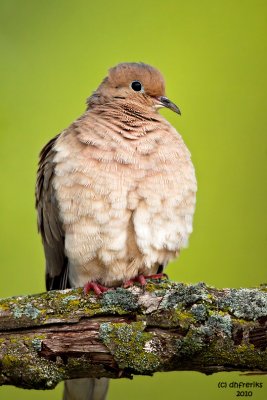 Mourning Dove. Horicon Marsh, WI