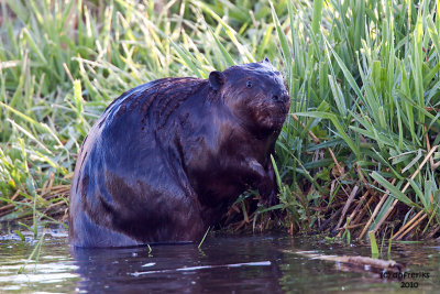 Beaver. Horicon Marsh, WI