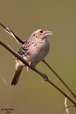 Grasshopper Sparrow. Crown City Wildlife Area, OH