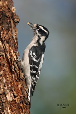 Hairy Woodpecker. Newburg,WI