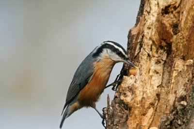 Red-breasted Nuthatch. Newburg, WI