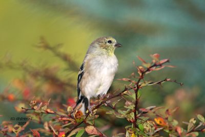 American Goldfinch. Newburg, WI