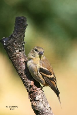 American Goldfinch. Newburg, WI