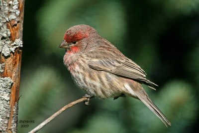 House Finch. Newburg, WI