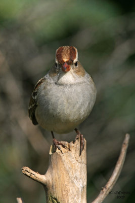 White-crowned Sparrow. Newburg, WI