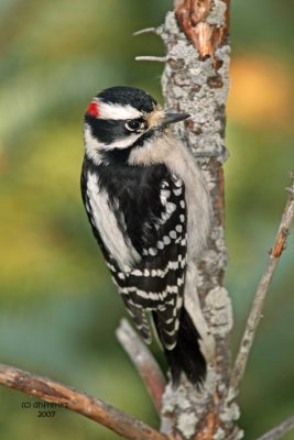 Downy Woodpecker. Newburg, WI