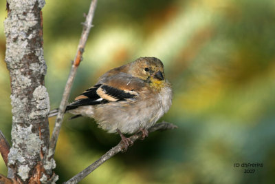 American Goldfinch. Newburg, WI