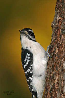 Hairy Woodpecker. Newburg, WI