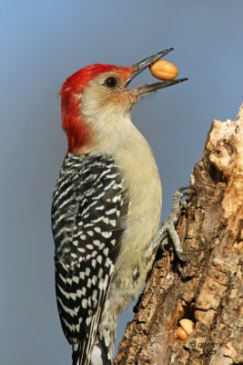 Red-bellied Woodpecker. Newburg, WI