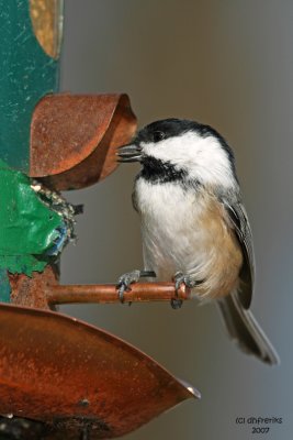 Black-capped Chickadee, Lake Park, Milwaukee