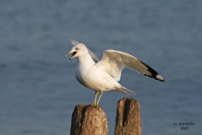 Ring-billed Gull. North Point - Milwaukee, WI