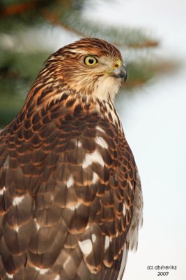 Coopers Hawk.  Newburg, WI