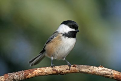 Black-capped Chickadee. Newburg, WI