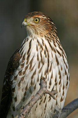 Coopers Hawk.  Newburg, WI