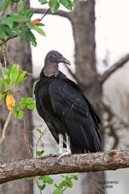 Black Vulture, Florida