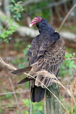 Turkey Vulture, Florida
