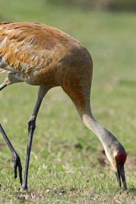 Sandhill Crane, Florida