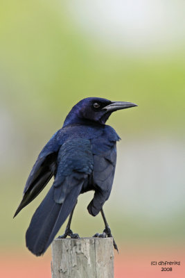 Boat-tailed Grackle, Florida