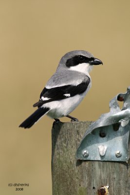 Loggerhead Shrike, Florida