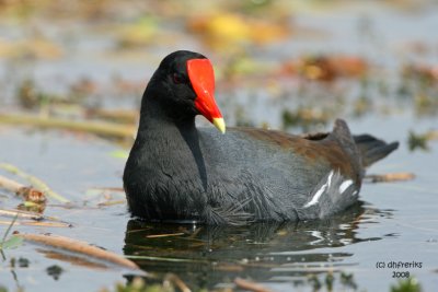 Common Moorhen, Florida