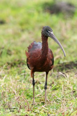 Glossy Ibis, Florida