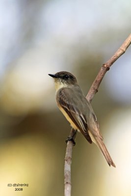 Eastern Phoebe, Florida