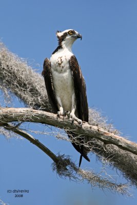 Osprey, Florida
