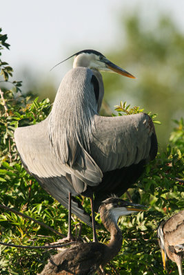 Great Blue Heron, Florida