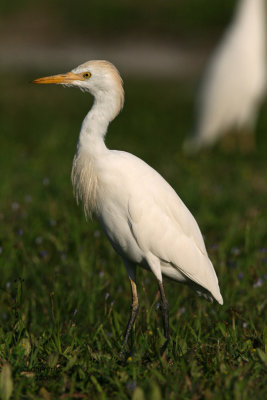 Cattle Egret, Florida