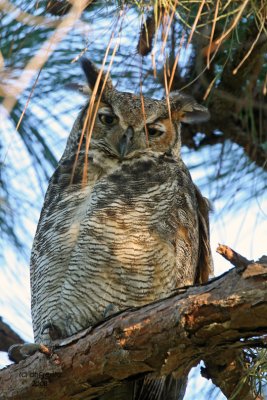 Great Horned  Owl, Florida