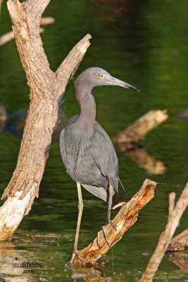 Little Blue Heron, Florida