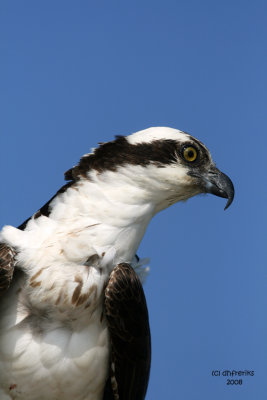 Osprey, Florida