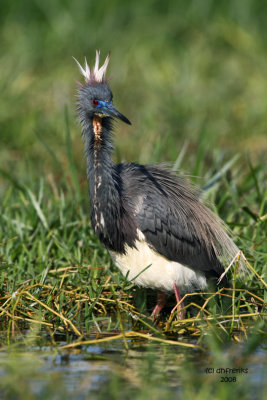Tricolored Heron, Florida
