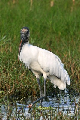 Wood Stork, Florida