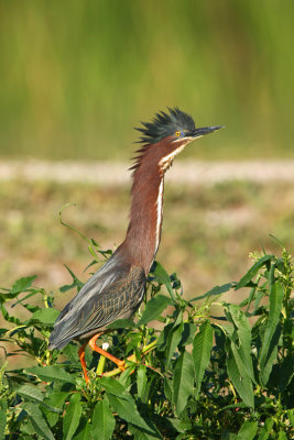 Green Heron, Florida