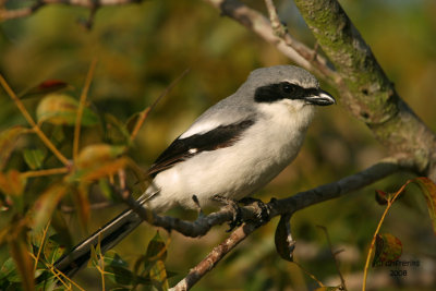Loggerhead Shrike, Florida