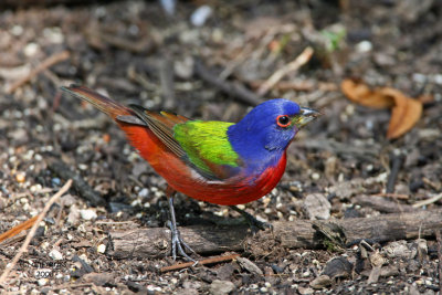 Painted Bunting, Florida