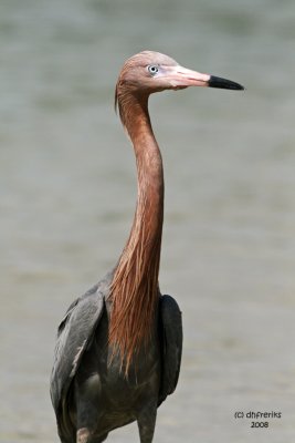 Reddish Egret, Florida
