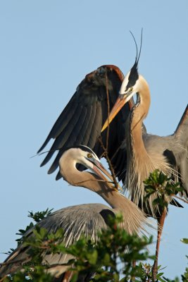 Great Blue Herons. Florida