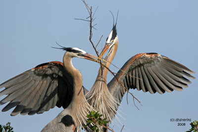 Great Blue Herons. Florida