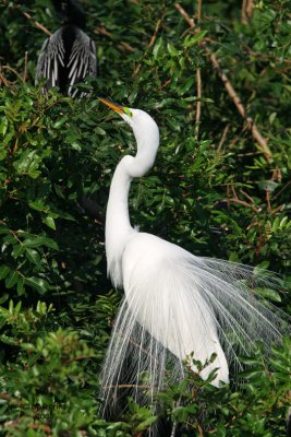 Great Egret. Florida