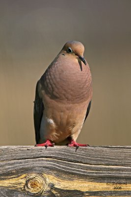 Mourning Dove, Florida