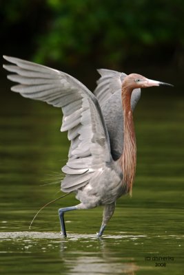 Reddish Egret. Florida