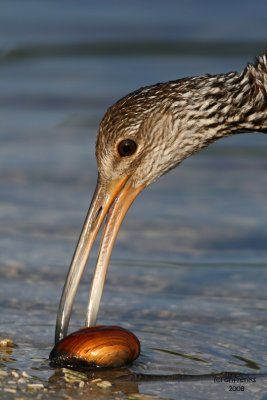 Limpkin. Florida