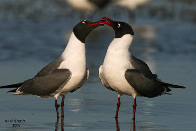 Laughing Gulls. Florida