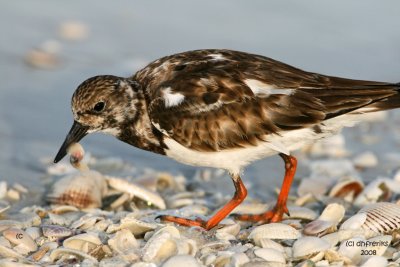 Ruddy Turnstone and lunch. Florida