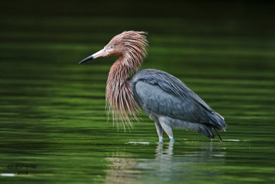 Reddish Egret. Florida